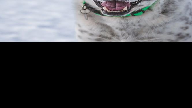 Scout is a low maintenance dog | Pets | missoulian.com