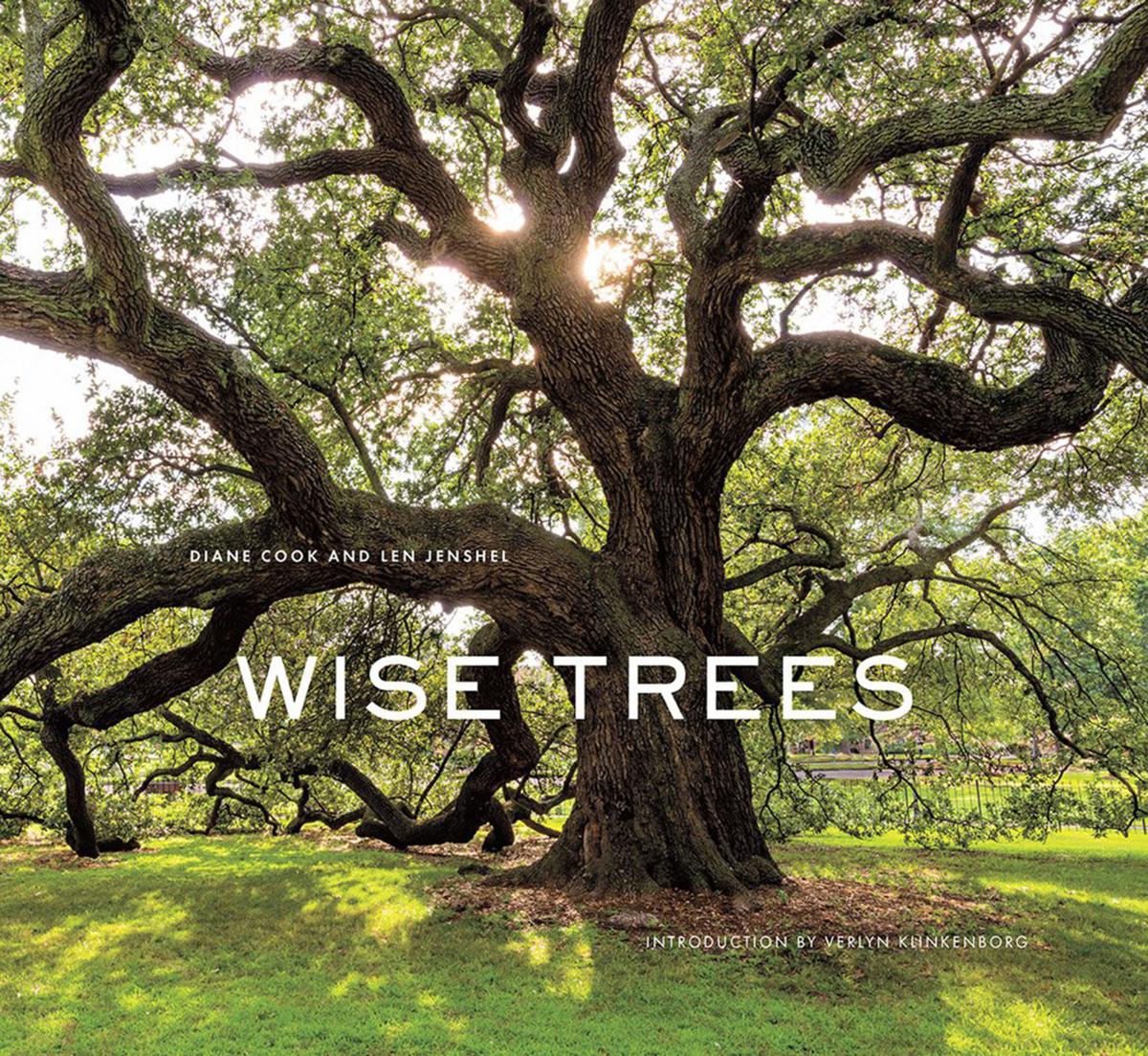 Wise Trees Showcases Ancient Trees From Around The World