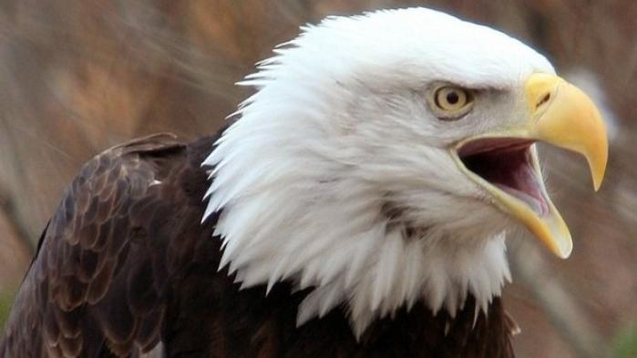 Wildlife Has Expanded Across Montana In Past 50 Years