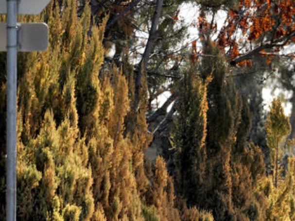Evergreens Turning Brown In Missoula S On Again Off Again Winter