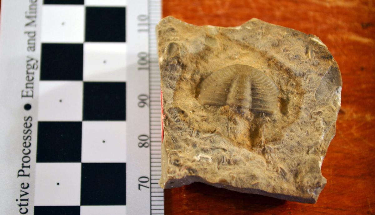 Caldera chronicles Yellowstone fossils reveal history before volcano