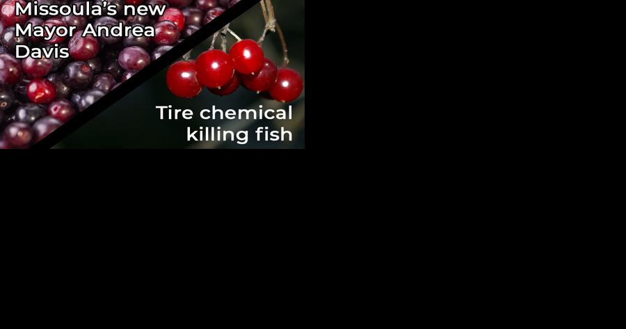 Huckleberry elections, chokecherry retreads - Vimarsana News