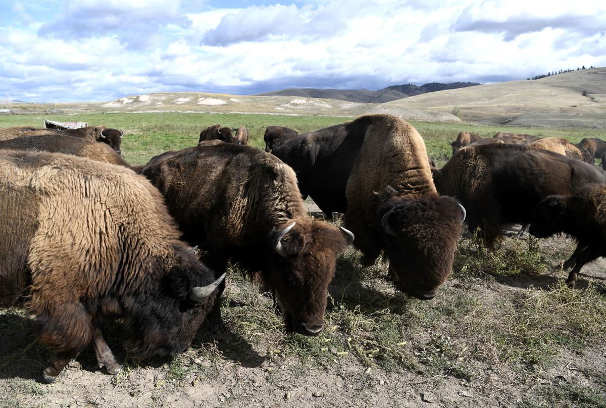 Raising bison Dixon rancher fulfilling lifelong dream Local News