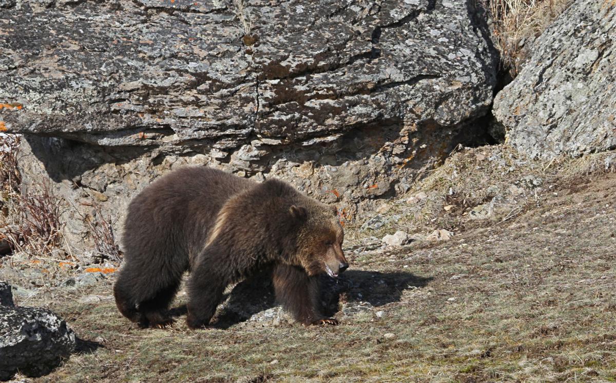 Year of the grizzly: Bears roamed the news in 2018