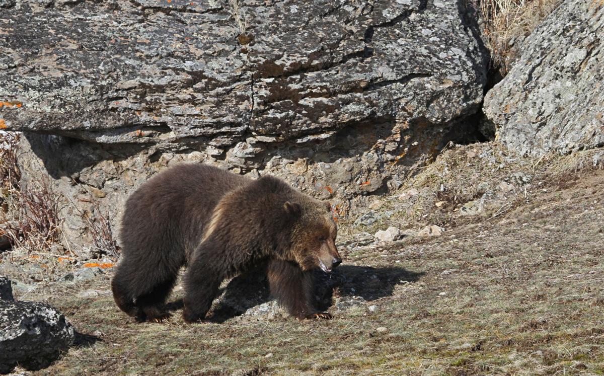 Wildlife conservation groups sue over lack of plan for railroad to reduce grizzly deaths in Montana