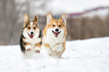 Corgi dogs bounding over the snow