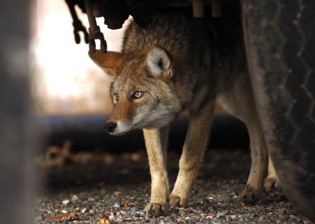 Understanding coyote howls, yips could have wider implications