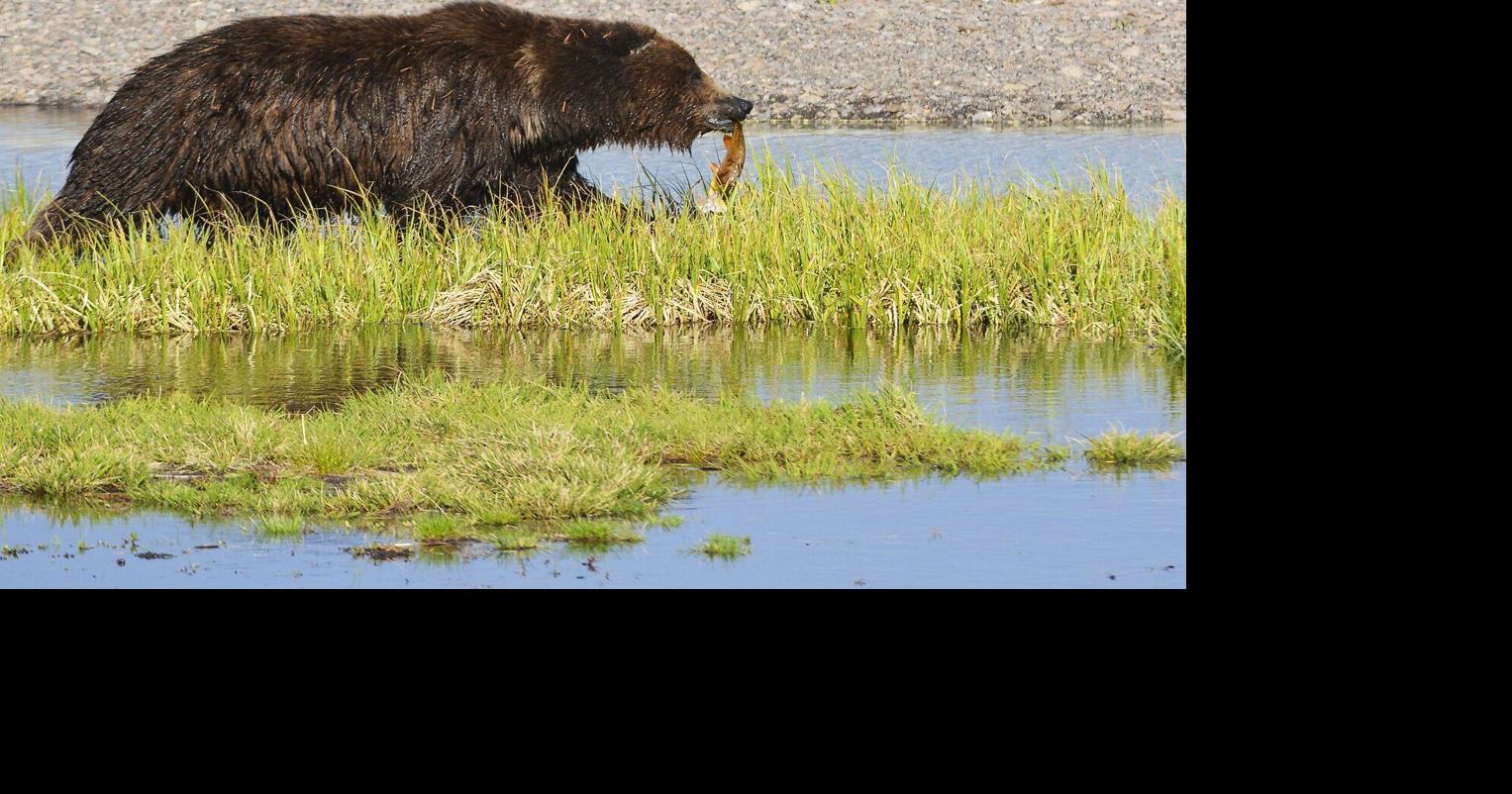 FWP receives reports of active grizzly bear, mountain lions