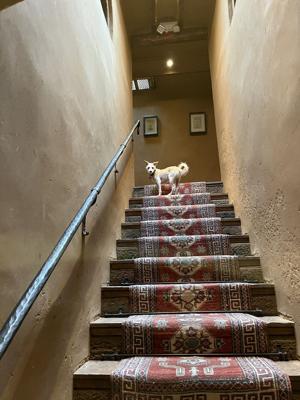 Taking the kids: Are pets the new hotel VIPs?