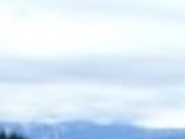 Flowers In Helena Montana Best Flower Site