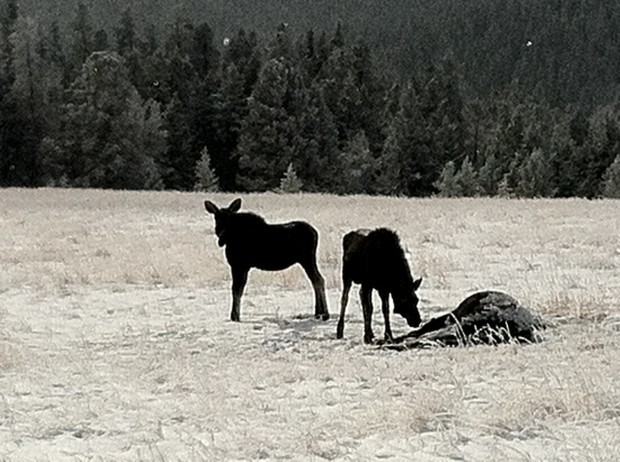 Two moose calves standing over the body of their dead mother