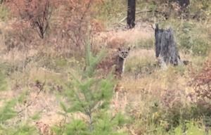 Watch: Mountain lion filmed at Blue Mountain Recreation Area near Missoula