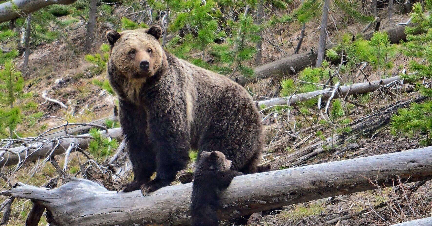 In Yellowstone, 24 grizzly bears died or were reported dead - Vimarsana News