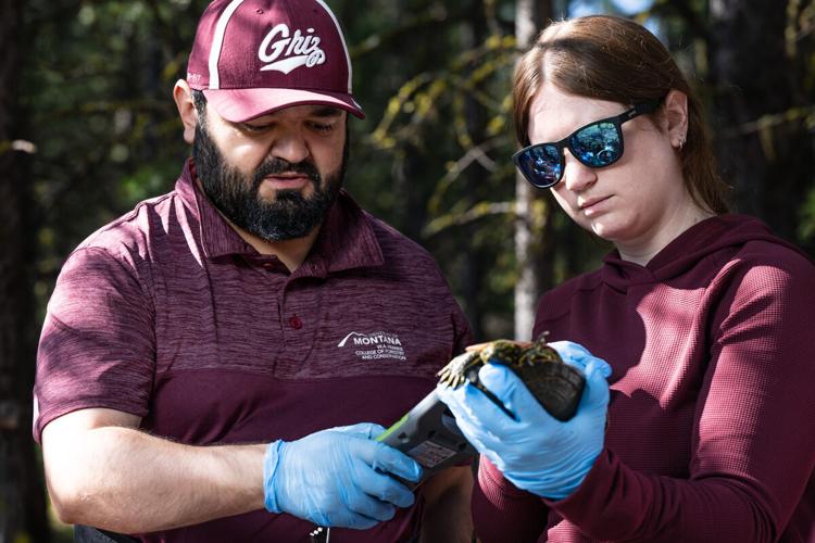 Western Painted Turtle Study Becomes a UM Classroom for Future Scientists