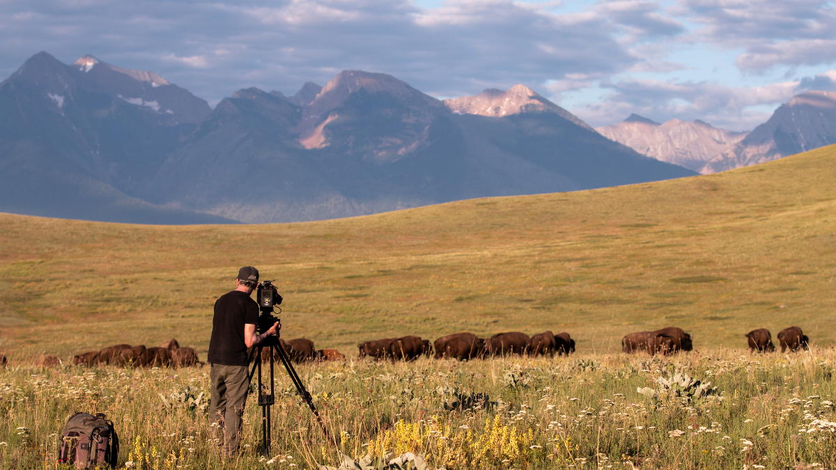 Doc examines species collapse, return in 'American Buffalo