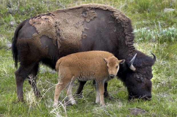 Montana tribes edge closer to role at Bison Range