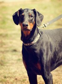 Missoula Officials Schoolkids Remind To Leash Dogs Pick