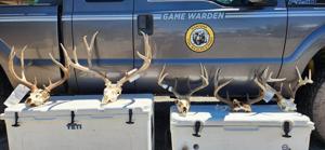 Two Montana men sentenced for poaching mule, white-tailed deer bucks across three counties