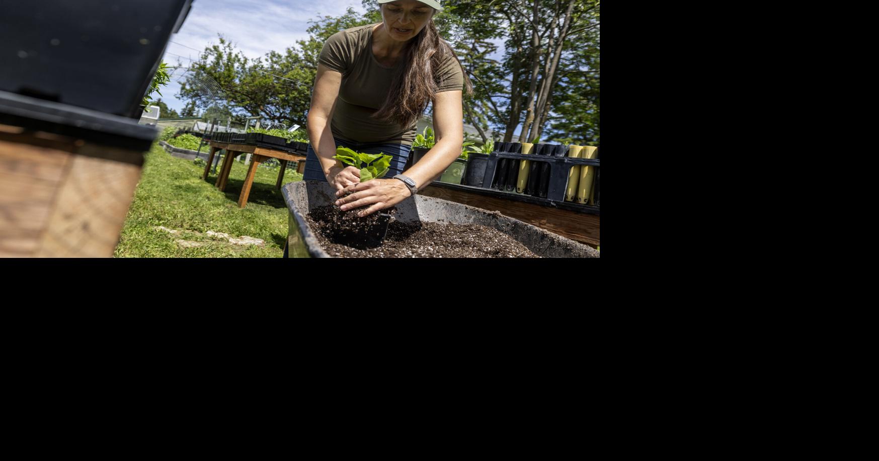 Bitterroots in the backyard: Missoula woman starts native plant nursery