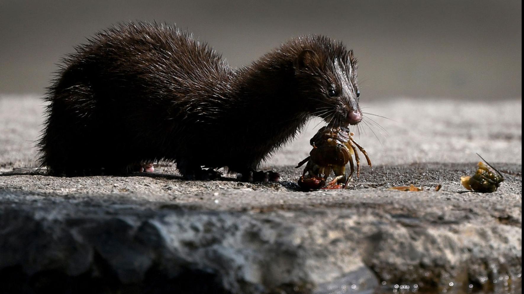 Bridge Buffet Mink Hunting Crayfish Draws Midday Crowd Local News Missoulian Com