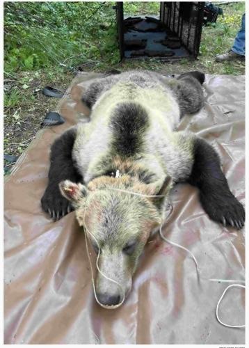 Reportedly Worlds Most Expensive Teddy Bear Editorial Stock Photo