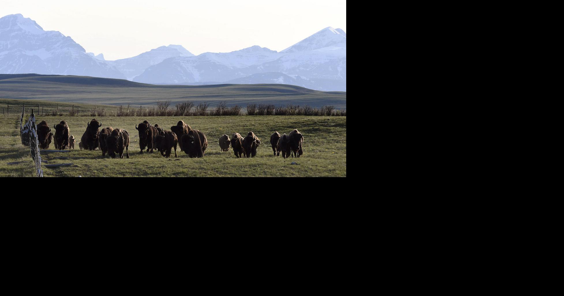 Buffalo Commons - Great Plains Restoration Council