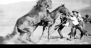 1916 USA photo postcard Missoula MT stampede 'Bull dogging'