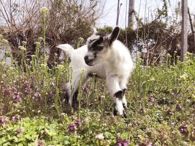 Stolen Goat Returned