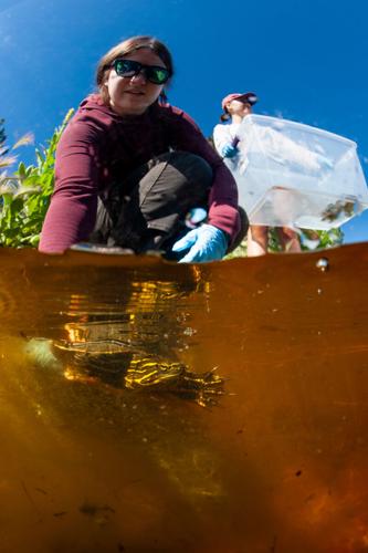 Western Painted Turtle Study Becomes a UM Classroom for Future Scientists