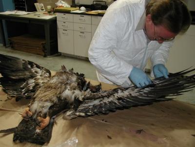Native Americans Can Face Long Wait For Eagle Feathers