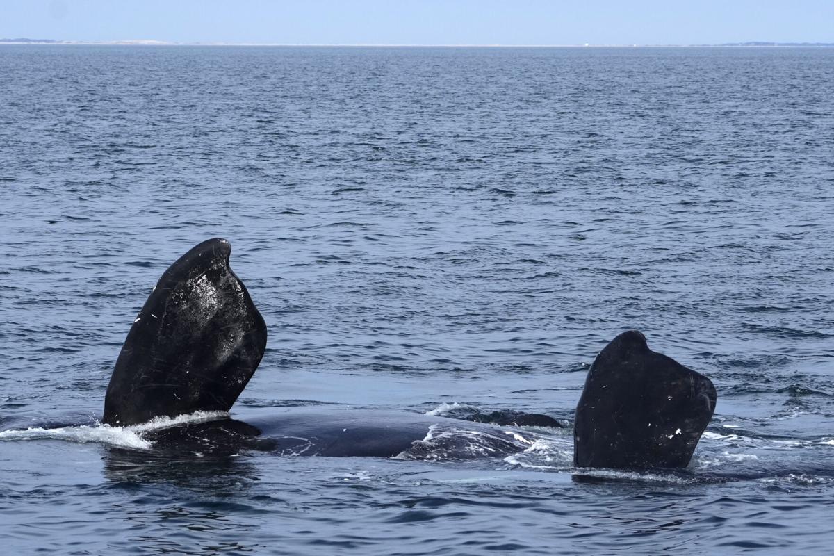 What Will It Cost to Create a Safer Ocean for Right Whales?