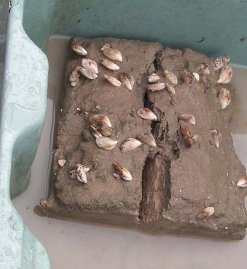 Quagga mussels