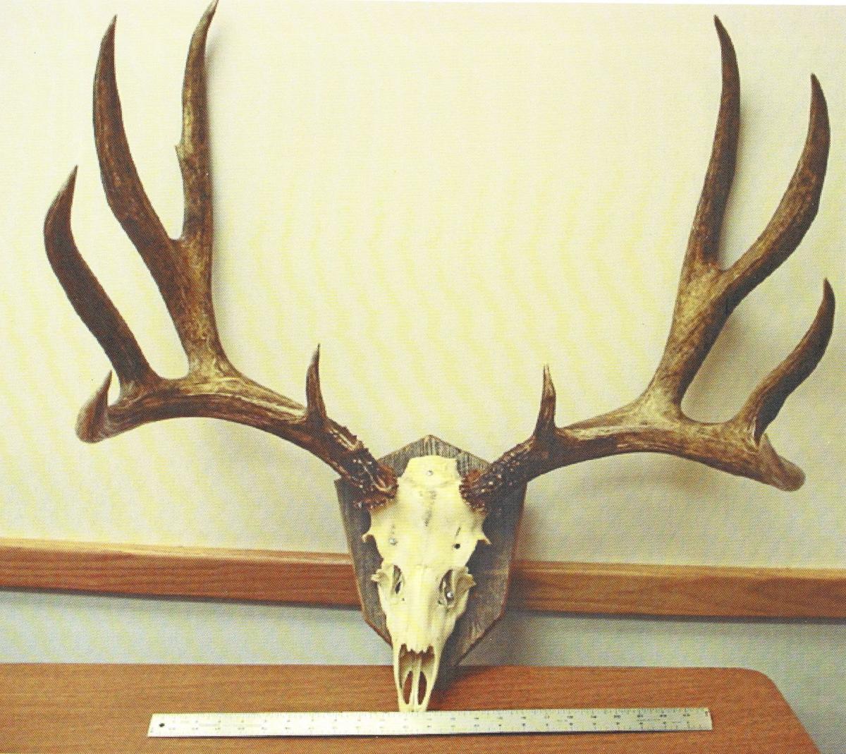 Here are Montana's top entries in the Boone and Crockett Club's record