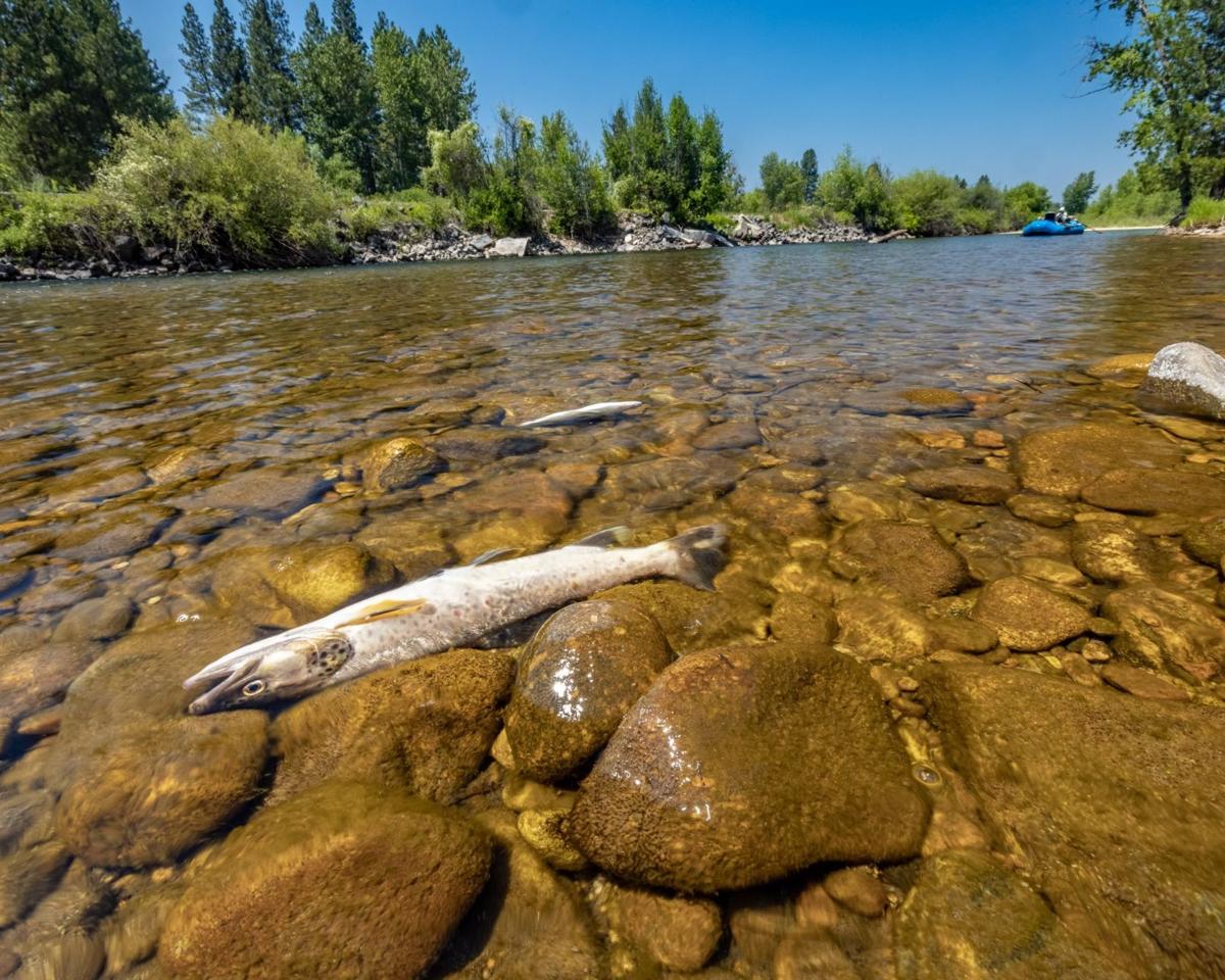 High Temperatures In Bitterroot River Other Waterways Hurt Trout Local News Missoulian Com