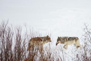 Counting wolves: Data debate at the heart of Montana’s policies for killing iconic predator
