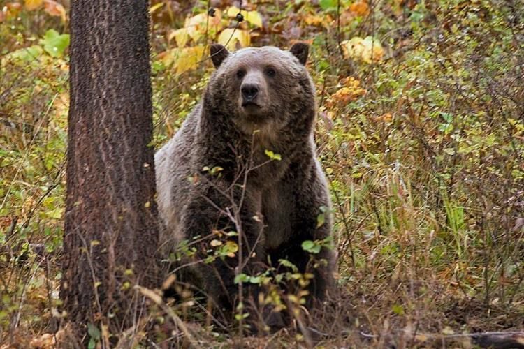 Grizzly bear