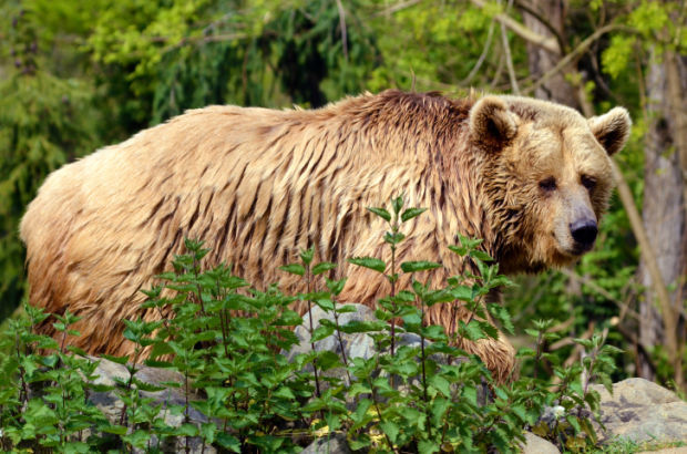 grizzly bear stockimage