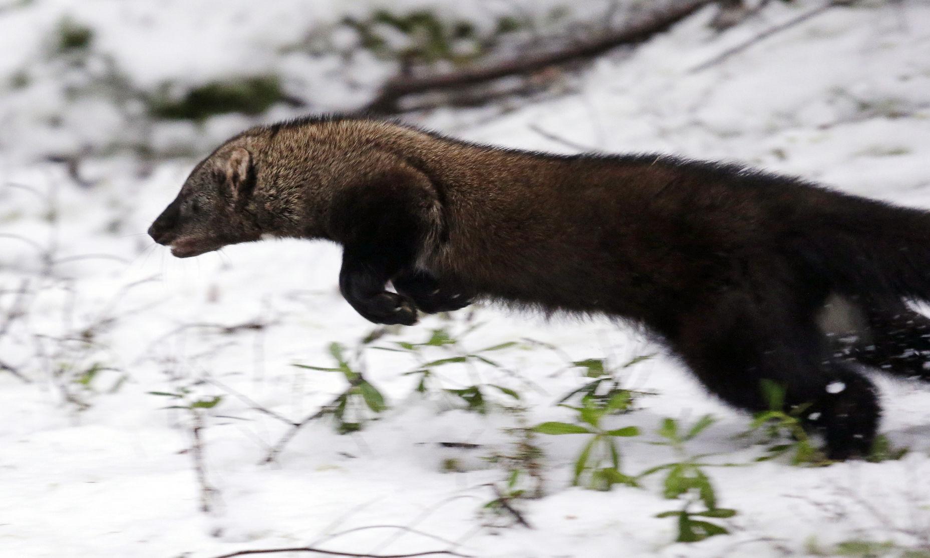 Rare weasel species makes a comeback in Washington state