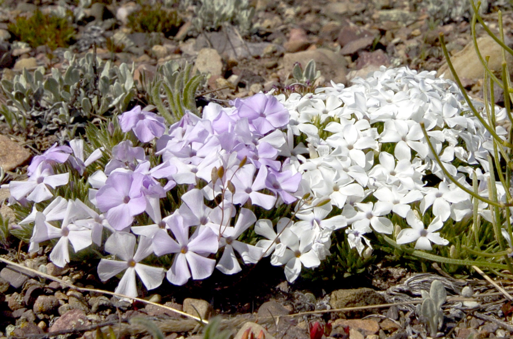 100 Missoula icons: Rugged, resilient flower takes name from city
