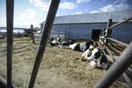 Holstein cows at the dairy farm in Montana State Prison.