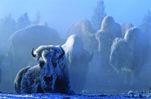 Learning bison: New book highlights Yellowstone's largest mammal