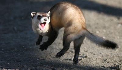 New rule could help black-footed ferrets make a comeback | State