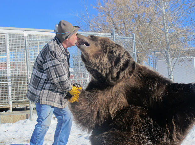Bart the Bear II Dead: Animal in Into the Wild, We Bought a Zoo Was 21 –  The Hollywood Reporter