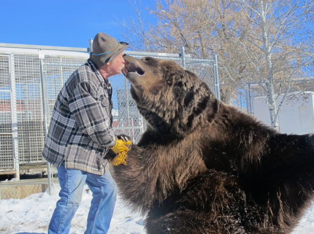 Bart the Bear - Wikipedia