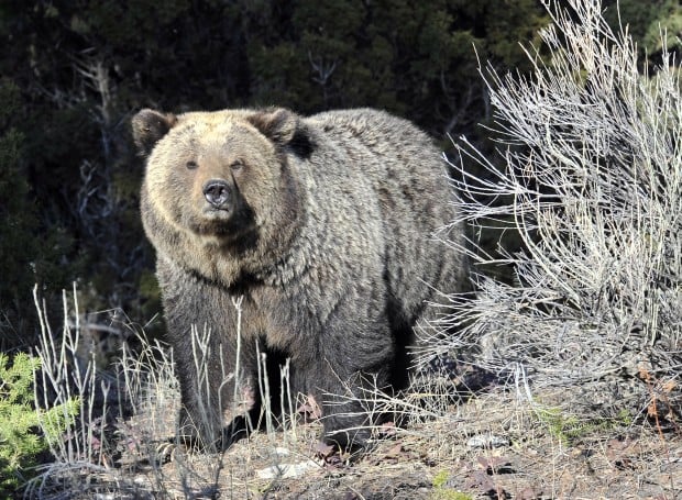 FWP seeks information on grizzly bear shooting NW of Kalispell