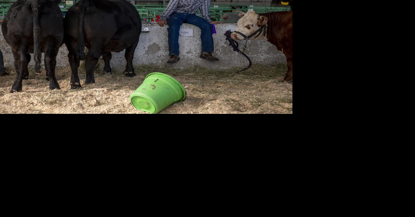 Missoula children sell animals at socially distant livestock auction