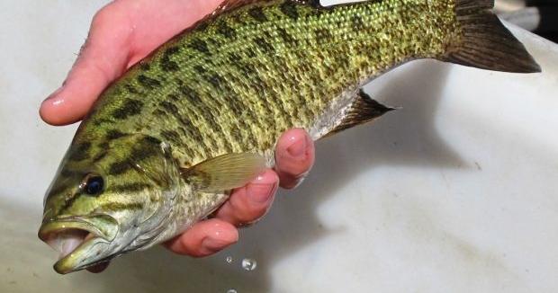 Commission OKs smallmouth bass rule on Bitterroot River - Vimarsana News
