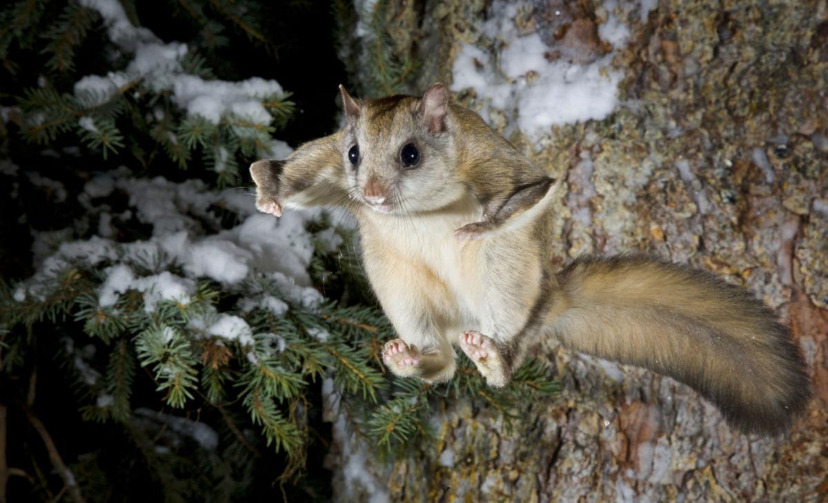 30-below in the Bob Marshall Wilderness, and the squirrels are flying