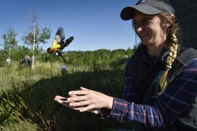 Holly Garrod from the University of Montana ecology lab releases an evening grosbeak