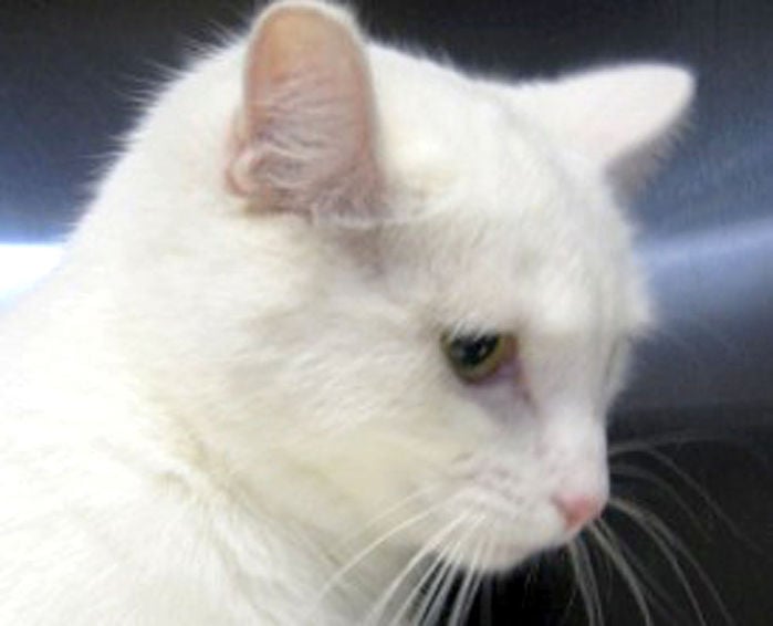 pretty white cat